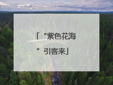 “紫色花海”引客来