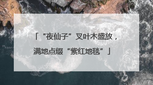 “夜仙子”叉叶木盛放，满地点缀“紫红地毯”