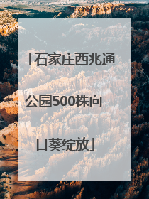 石家庄西兆通公园500株向日葵绽放