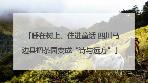 睡在树上、住进童话 四川马边县把茶园变成“诗与远方”