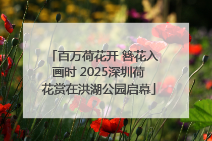 百万荷花开 簪花入画时 2025深圳荷花赏在洪湖公园启幕