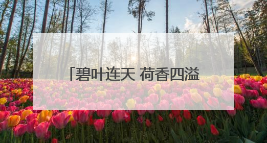 碧叶连天 荷香四溢 石家庄多座城市公园迎来最佳赏荷季