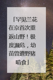 罕见兰花在京首次重返山野！极度濒危，幼苗曾遭野猪啃食