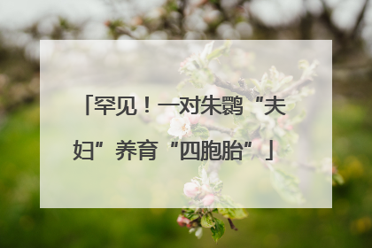 罕见！一对朱鹮“夫妇”养育“四胞胎”