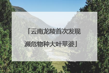 云南龙陵首次发现濒危物种大叶苹婆