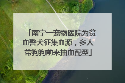 南宁一宠物医院为贫血警犬征集血源，多人带狗狗前来抽血配型