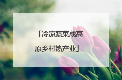 冷凉蔬菜成高原乡村热产业