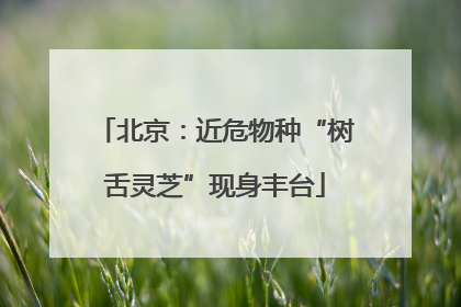 北京：近危物种“树舌灵芝”现身丰台