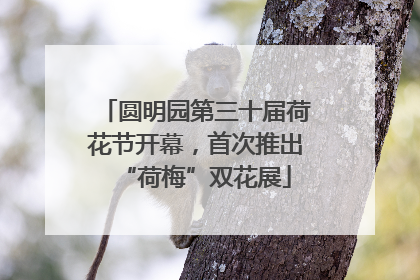 圆明园第三十届荷花节开幕，首次推出“荷梅”双花展