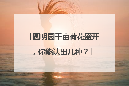 圆明园千亩荷花盛开，你能认出几种？