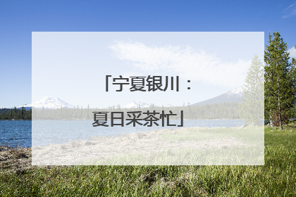 宁夏银川：夏日采茶忙