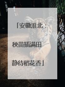 安徽淮北：秧苗插满田 静待稻花香