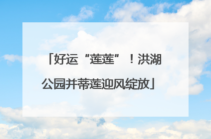好运“莲莲”！洪湖公园并蒂莲迎风绽放