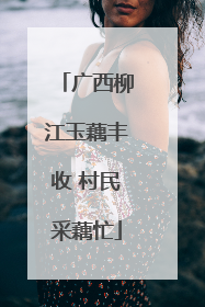 广西柳江玉藕丰收 村民采藕忙
