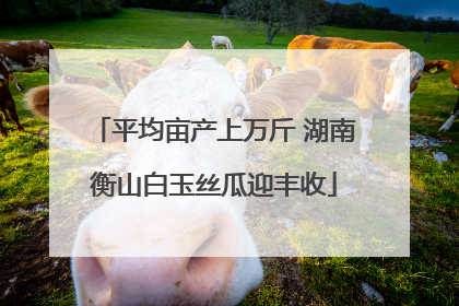 平均亩产上万斤 湖南衡山白玉丝瓜迎丰收