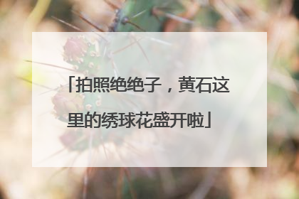 拍照绝绝子，黄石这里的绣球花盛开啦