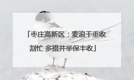 枣庄高新区：麦浪千重收割忙 多措并举保丰收
