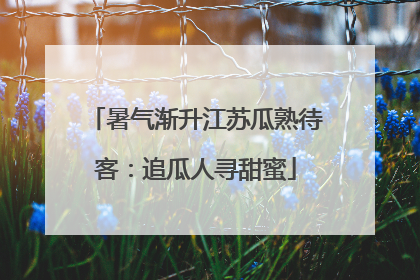 暑气渐升江苏瓜熟待客：追瓜人寻甜蜜
