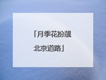 月季花扮靓北京道路