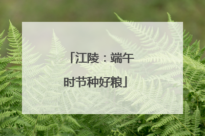 江陵：端午时节种好粮