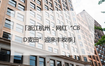 浙江杭州：网红“CBD麦田”迎来丰收季