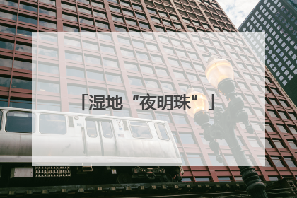 湿地“夜明珠”