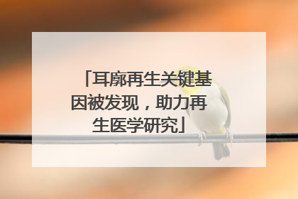 耳廓再生关键基因被发现，助力再生医学研究