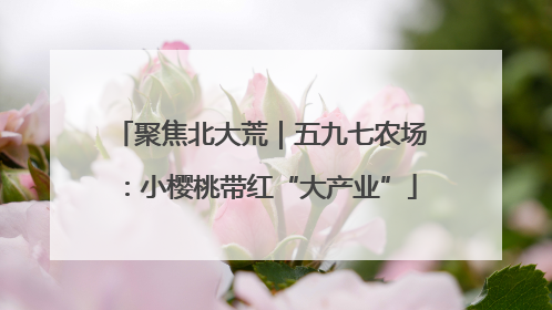 聚焦北大荒｜五九七农场：小樱桃带红“大产业”