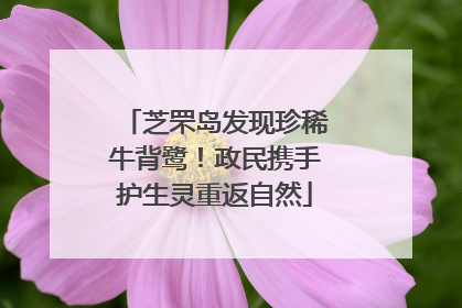 芝罘岛发现珍稀牛背鹭！政民携手护生灵重返自然