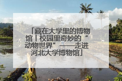 藏在大学里的博物馆丨校园里奇妙的“动物世界”——走进河北大学博物馆