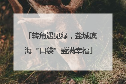 转角遇见绿，盐城滨海“口袋”盛满幸福