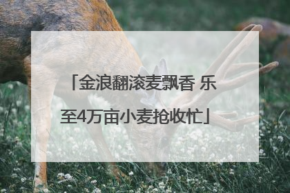 金浪翻滚麦飘香 乐至4万亩小麦抢收忙