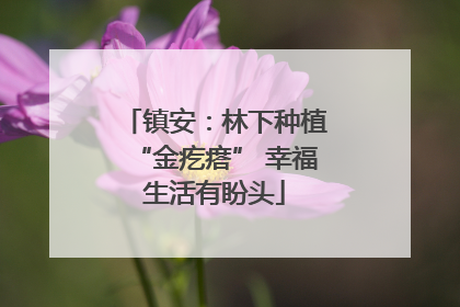 镇安：林下种植“金疙瘩” 幸福生活有盼头