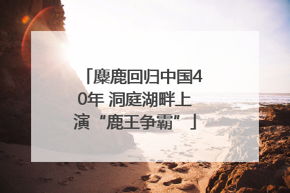 麋鹿回归中国40年 洞庭湖畔上演“鹿王争霸”